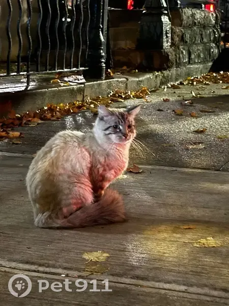 Unknown CAT